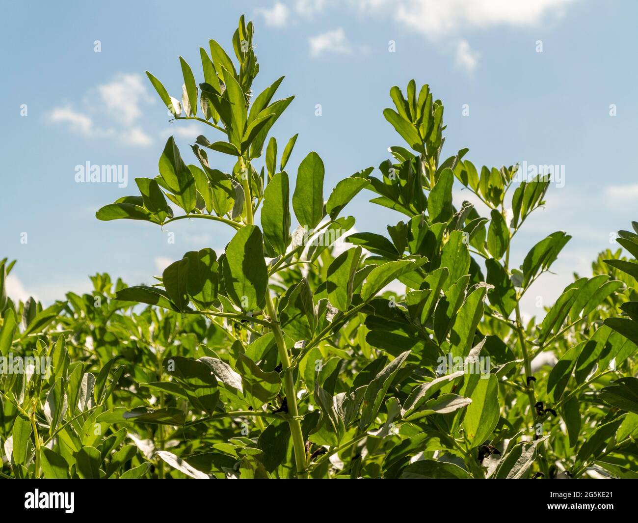 Primo piano di una piccola area di giovane coltura di semi di broccia retroilluminata da una forte luce solare Foto Stock
