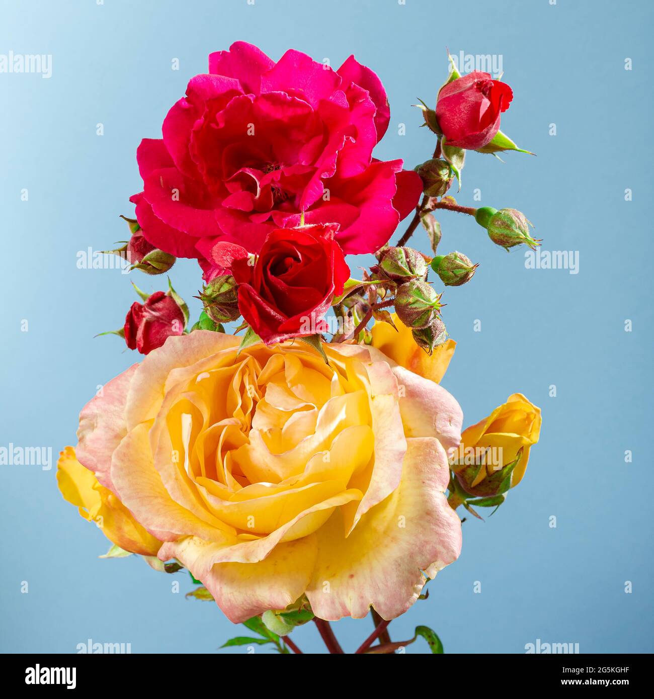 Primo piano di un bouquet di fiori di rosa naturale rosso e giallo su uno sfondo blu chiaro. La fotografia è stata scattata in uno studio con luce artificiale e. Foto Stock