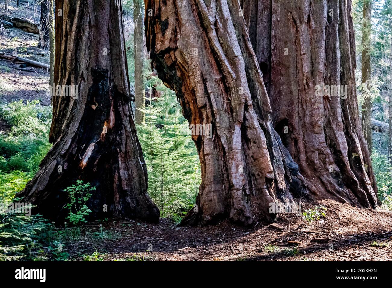 Sei anni dopo il fuoco di Rough del 2015, nuovi alberi e fogliame emergono tra le sequoie giganti scarpate dal fuoco nel North Grove del Kings Canyon National Park Foto Stock
