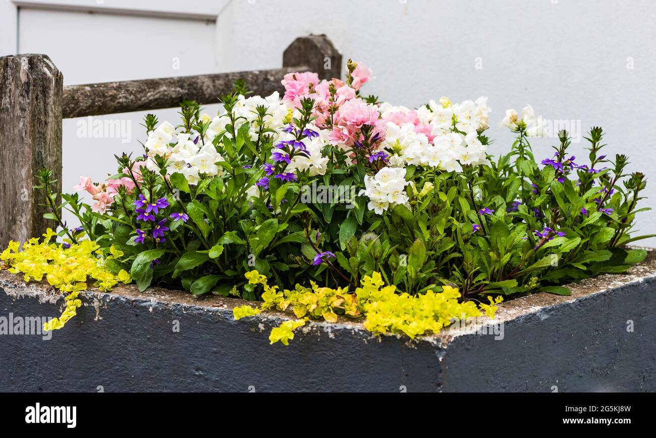 East Budleigh in fiore mostra. Foto Stock
