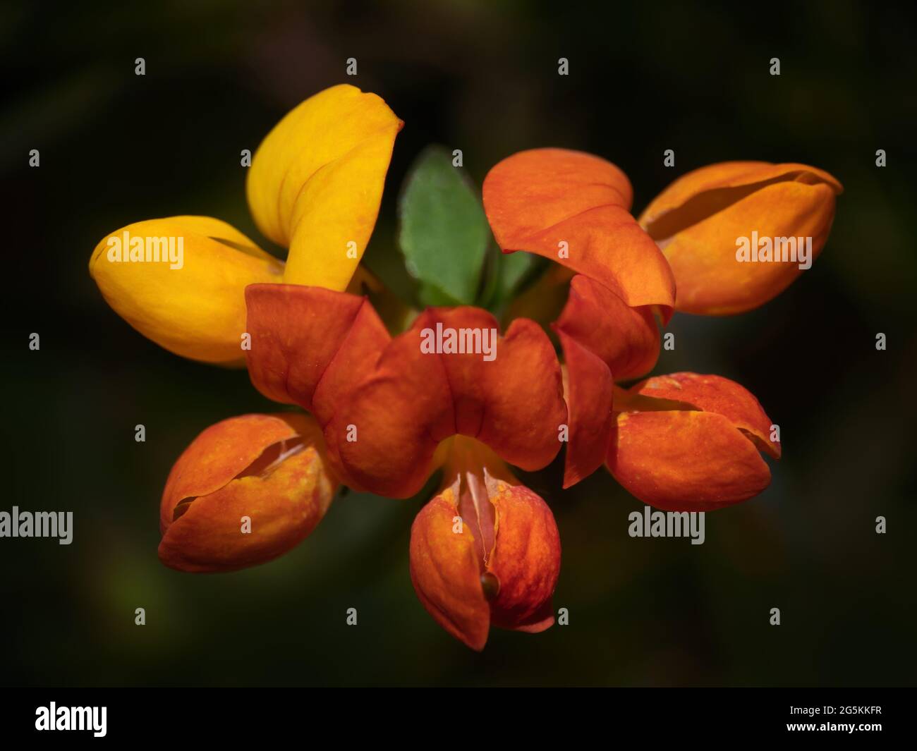 Colore arancio trifoglio piede uccello, corniculatus loto, dettaglio closeup. Foto Stock