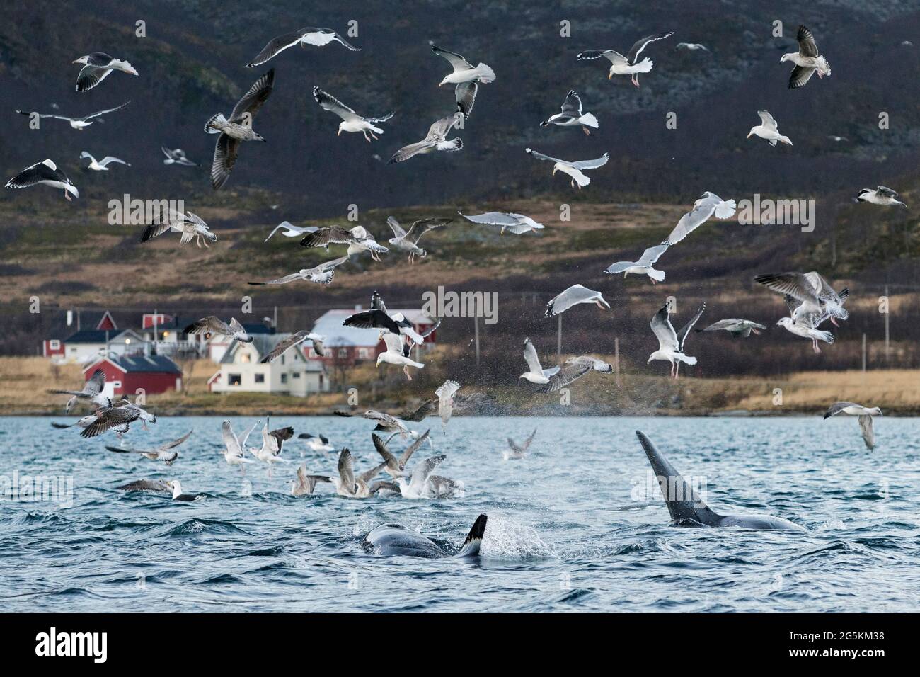 Un gregge di gabbiani che circonda l'alimentazione di orche in un fiordo vicino a Tromso, Norvegia Foto Stock