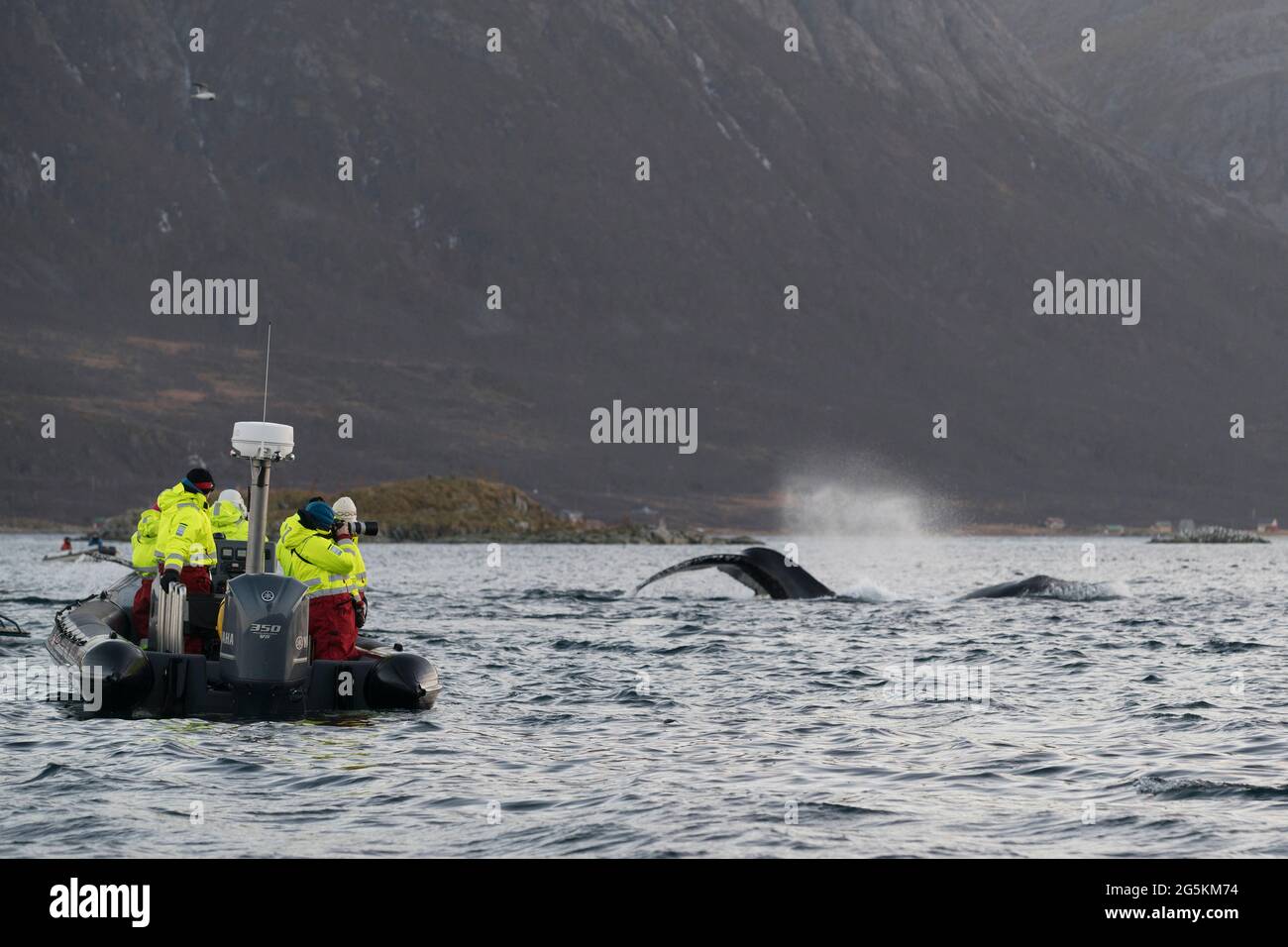 Avvistamento di balene nei pressi di Tromso, Norvegia Foto Stock