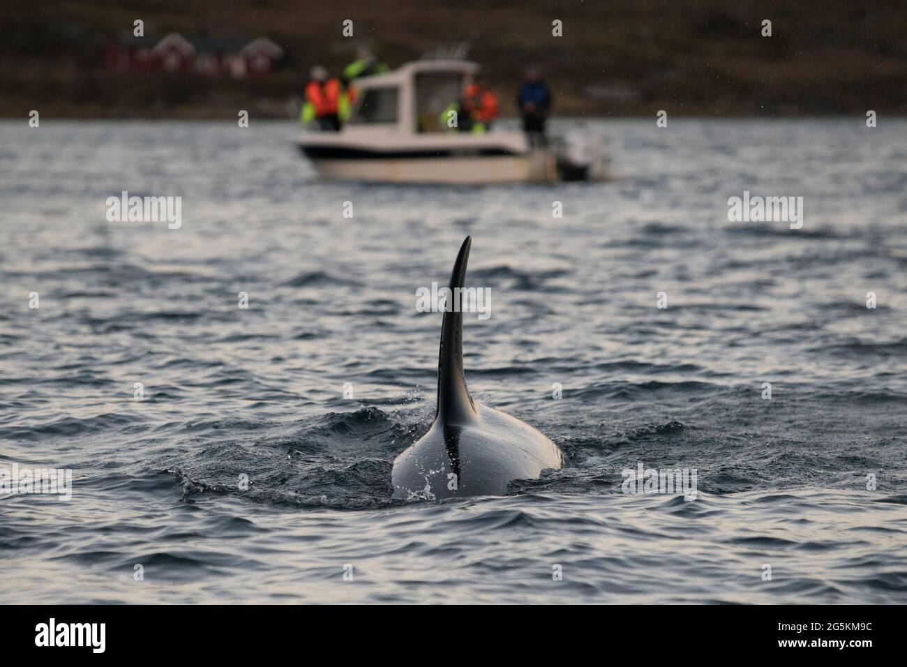 Turisti in un tour di avvistamento delle balene vicino a Tromso, Norvegia Foto Stock