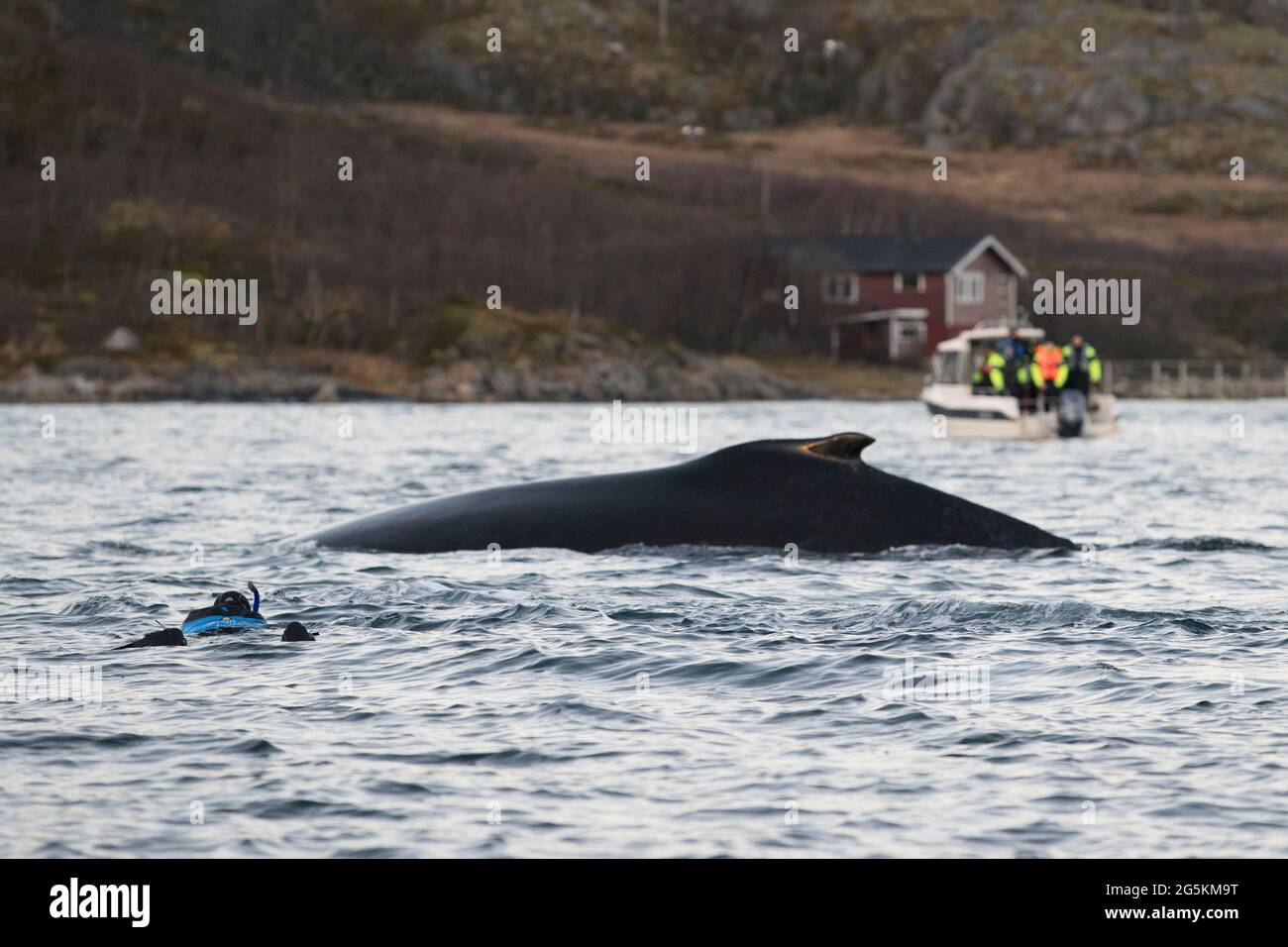 Un uomo che indossa un bagno di snorkeling con una balena vicino a Tromso, Norwa Foto Stock