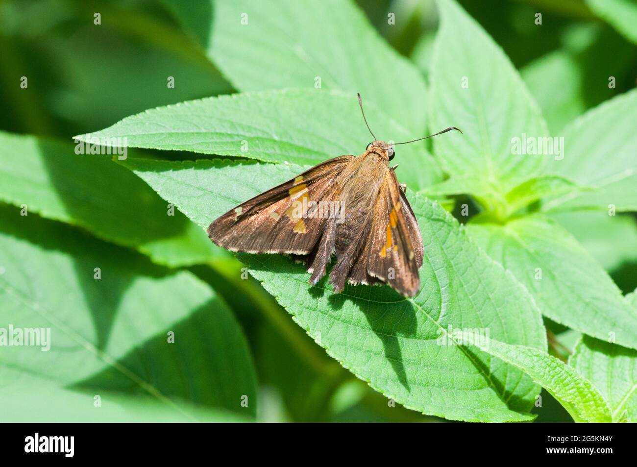 Farfalla Skippy macchiata d'argento Foto Stock