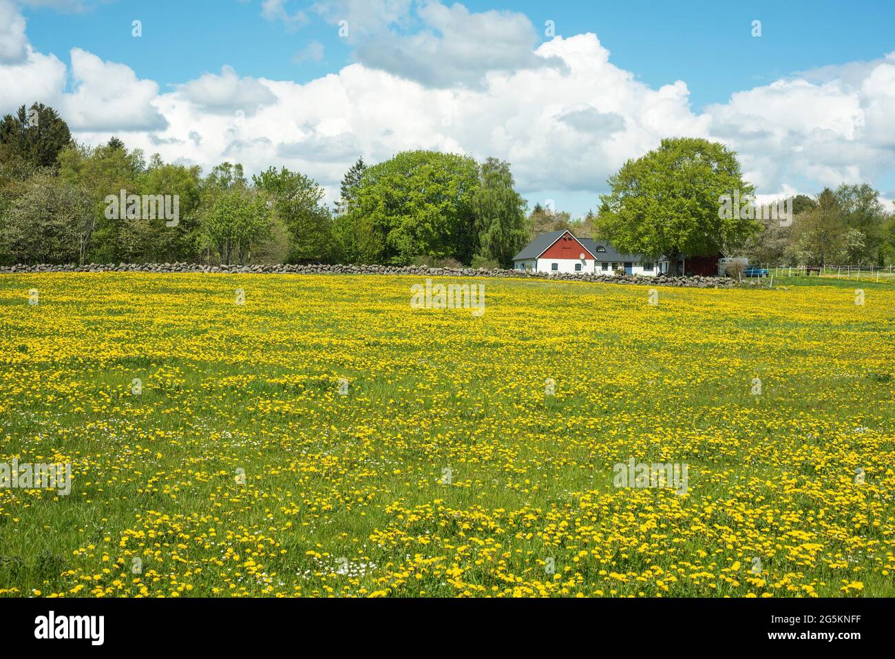 Pascolo con fiori di dente di leone (Taraxacum officinale) in primavera a Kivik, comunità Simrishamn, Scania, Svezia, Scandinavia, Europa Foto Stock