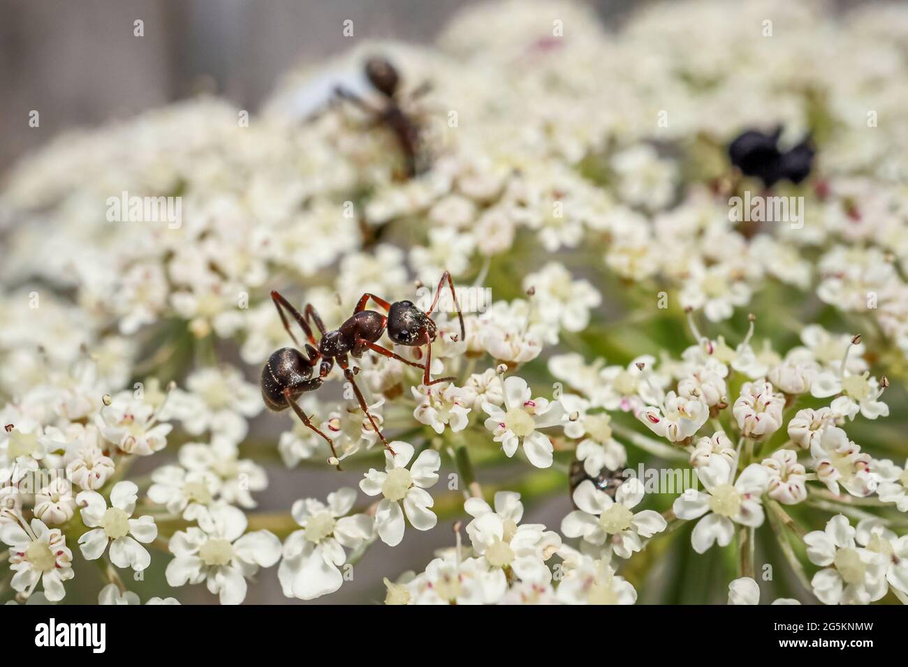 Formica su fiore. Formiche da giardino nere su fiori bianchi. Lasius niger. Bellezza in natura. Foto Stock