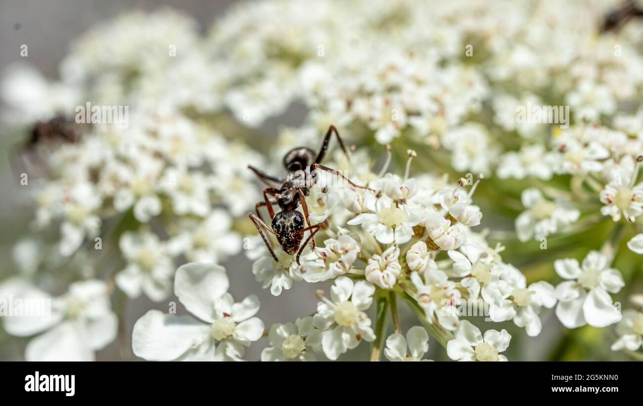 Formica su fiore. Formiche da giardino nere su fiori bianchi. Lasius niger. Bellezza in natura. Foto Stock