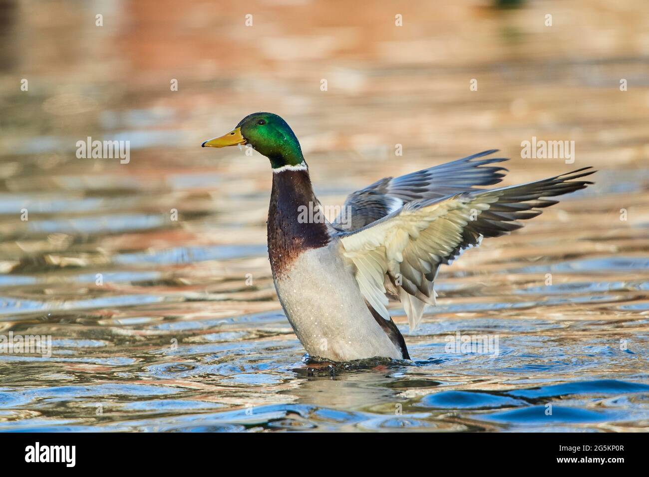 Mallard (Anas platyrhynchos) maschio in acqua, Baviera, Germania, Europa Foto Stock