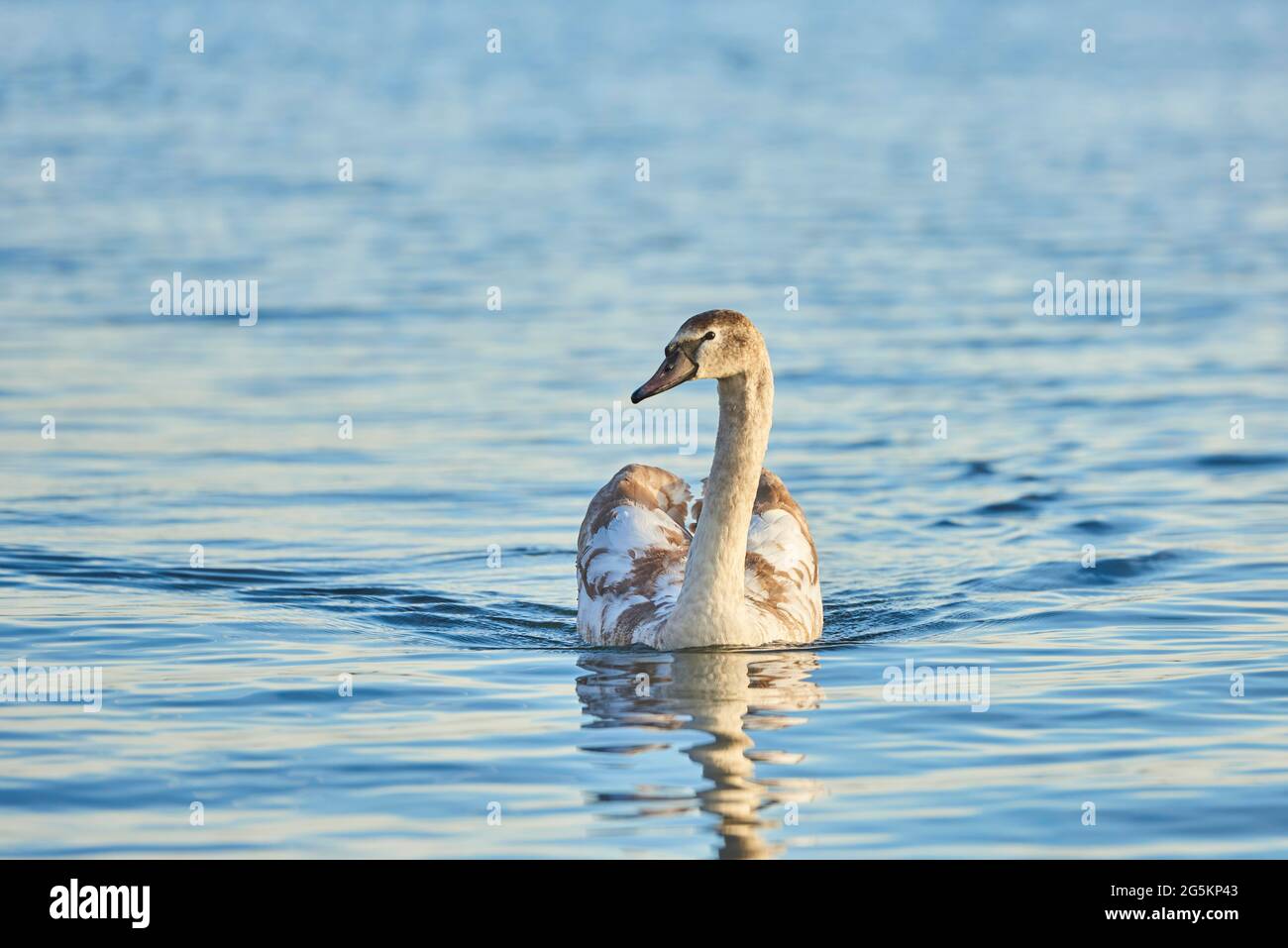 Cigno muto (Cygnus olor), nuoto giovane in acqua, Baviera, Germania, Europa Foto Stock