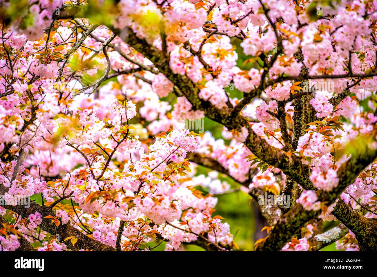 Via Kyoto in primavera in Giappone grandangolo vista sakura ciliegia fiore petali fiori su albero vicino al centro dell'edificio Foto Stock