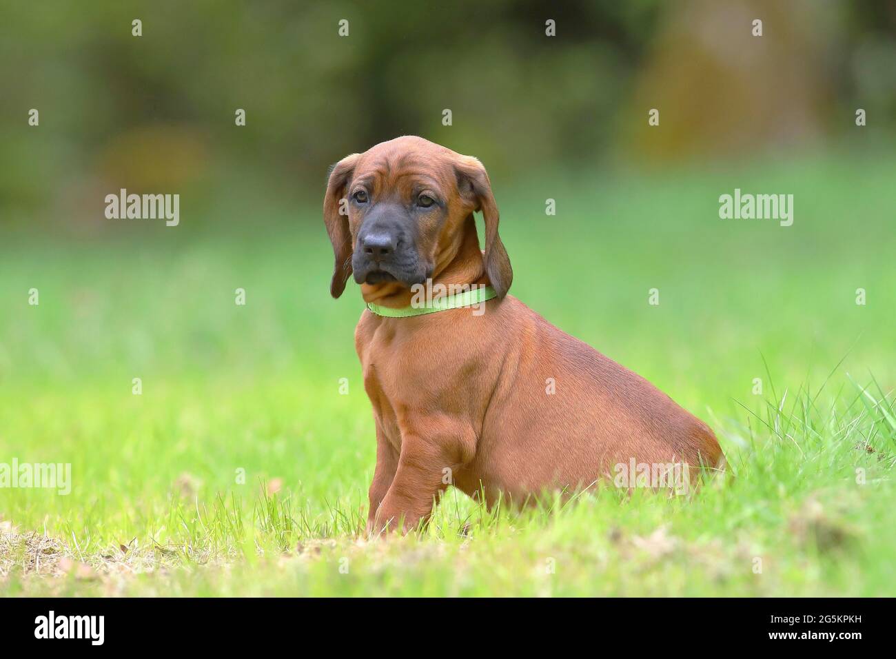 Hannoverscher Schweißhund (Canis lupus familiaris), cucciolo di 9 settimane, Siegerland, Nord Reno-Westfalia, Germania, Europa Foto Stock
