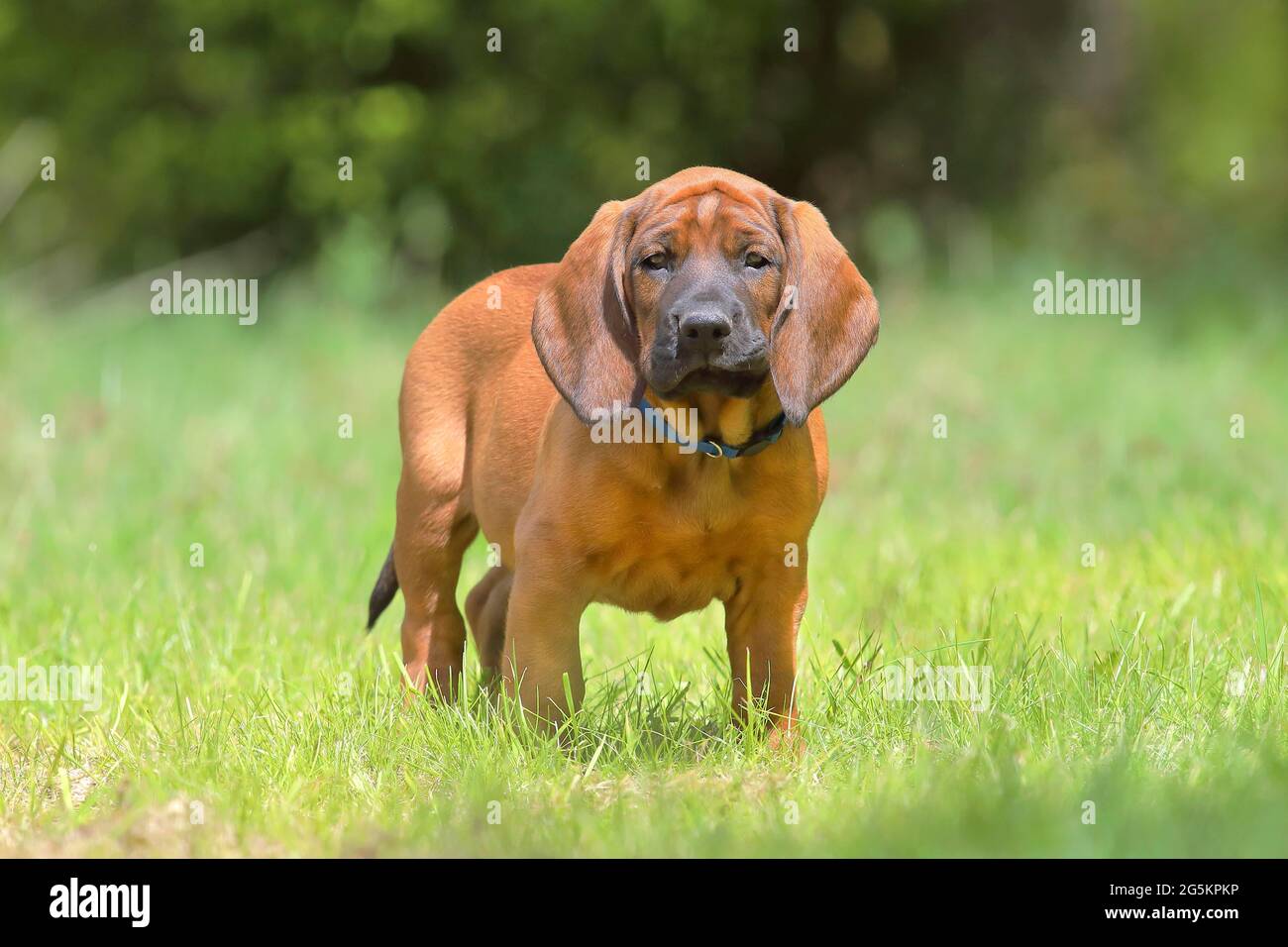 Hannoverscher Schweißhund (Canis lupus familiaris), cucciolo di 9 settimane, Siegerland, Nord Reno-Westfalia, Germania, Europa Foto Stock