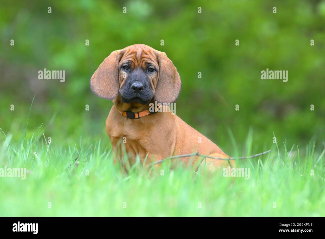 Hannoverscher Schweißhund (Canis lupus familiaris), cucciolo di 9 settimane, Siegerland, Nord Reno-Westfalia, Germania, Europa Foto Stock