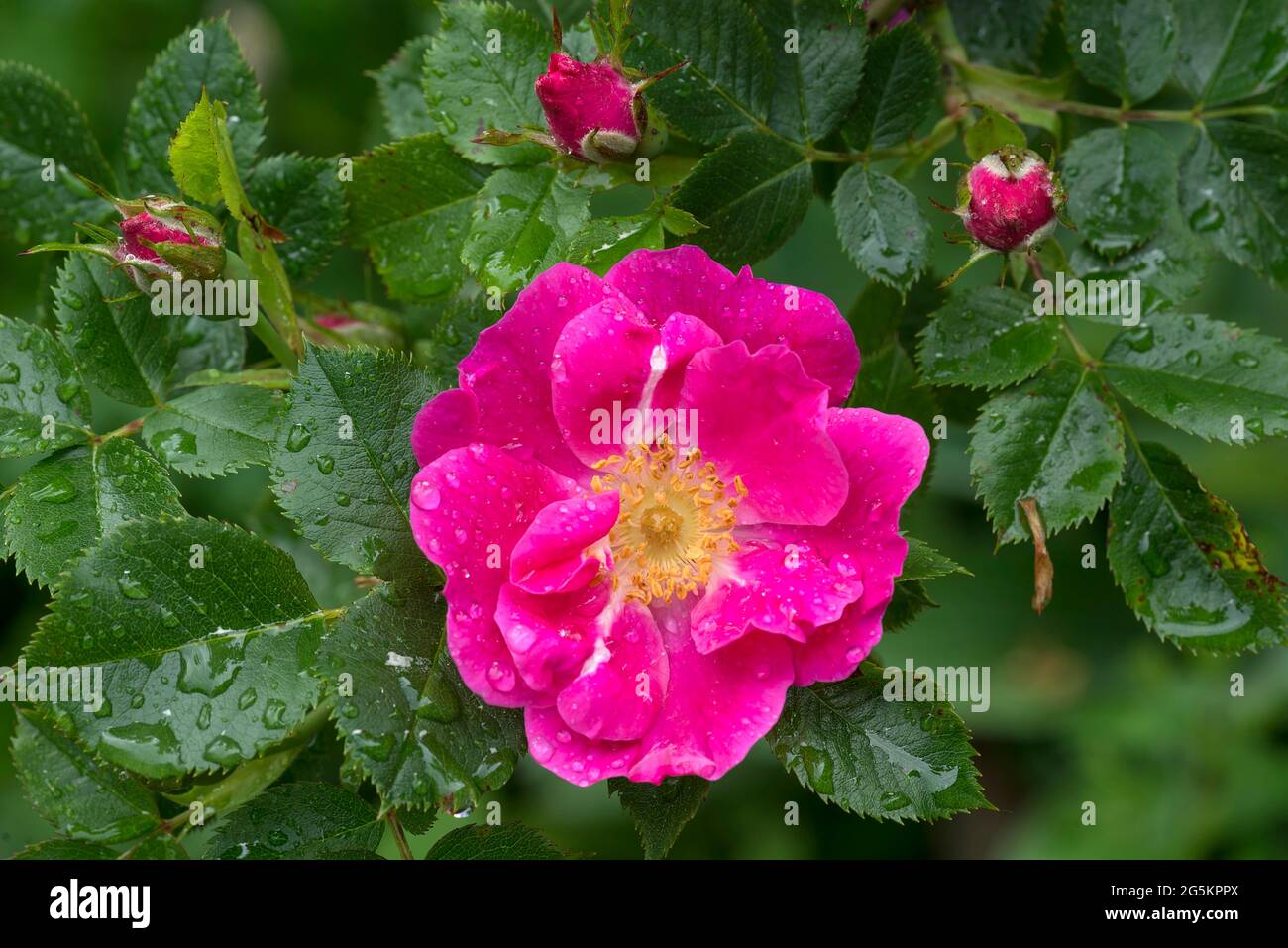 Fiore di una rosa selvatica (Rosa) con gocce di pioggia, Baviera, Germania, Europa Foto Stock