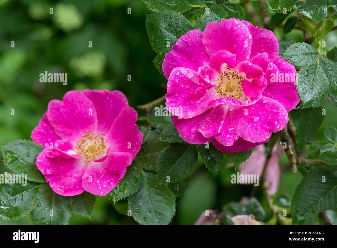 Fiori di rosa selvatica con gocce di pioggia, Baviera, Germania, Europa Foto Stock