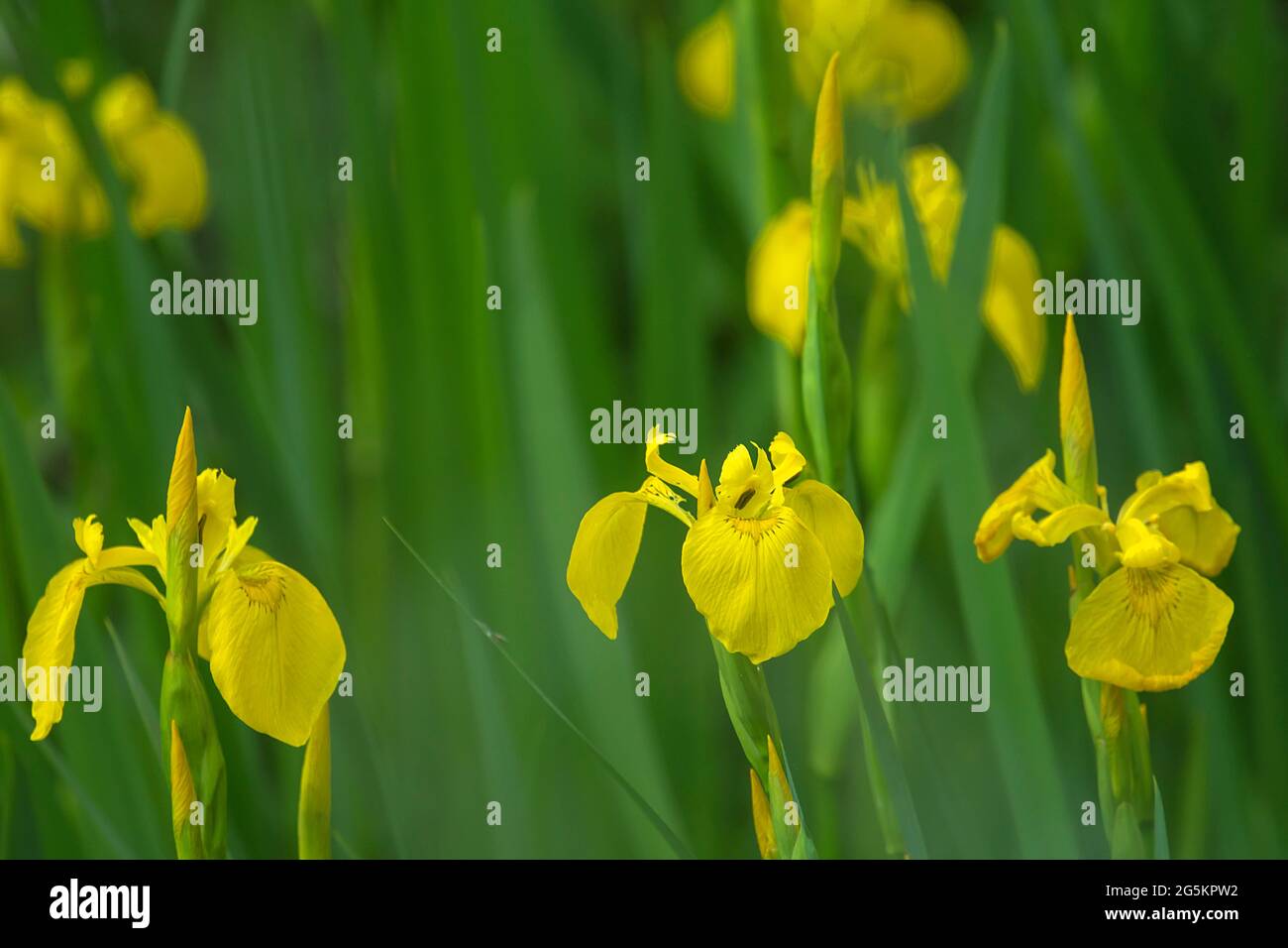 Iris pseudacorus (Iris pseudacorus), Baviera, Germania, Europa Foto Stock