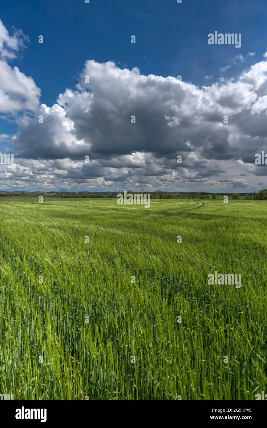 Campo di orzo verde (Hordeum vulgare) con cielo nuvoloso, Baviera, Germania, Europa Foto Stock