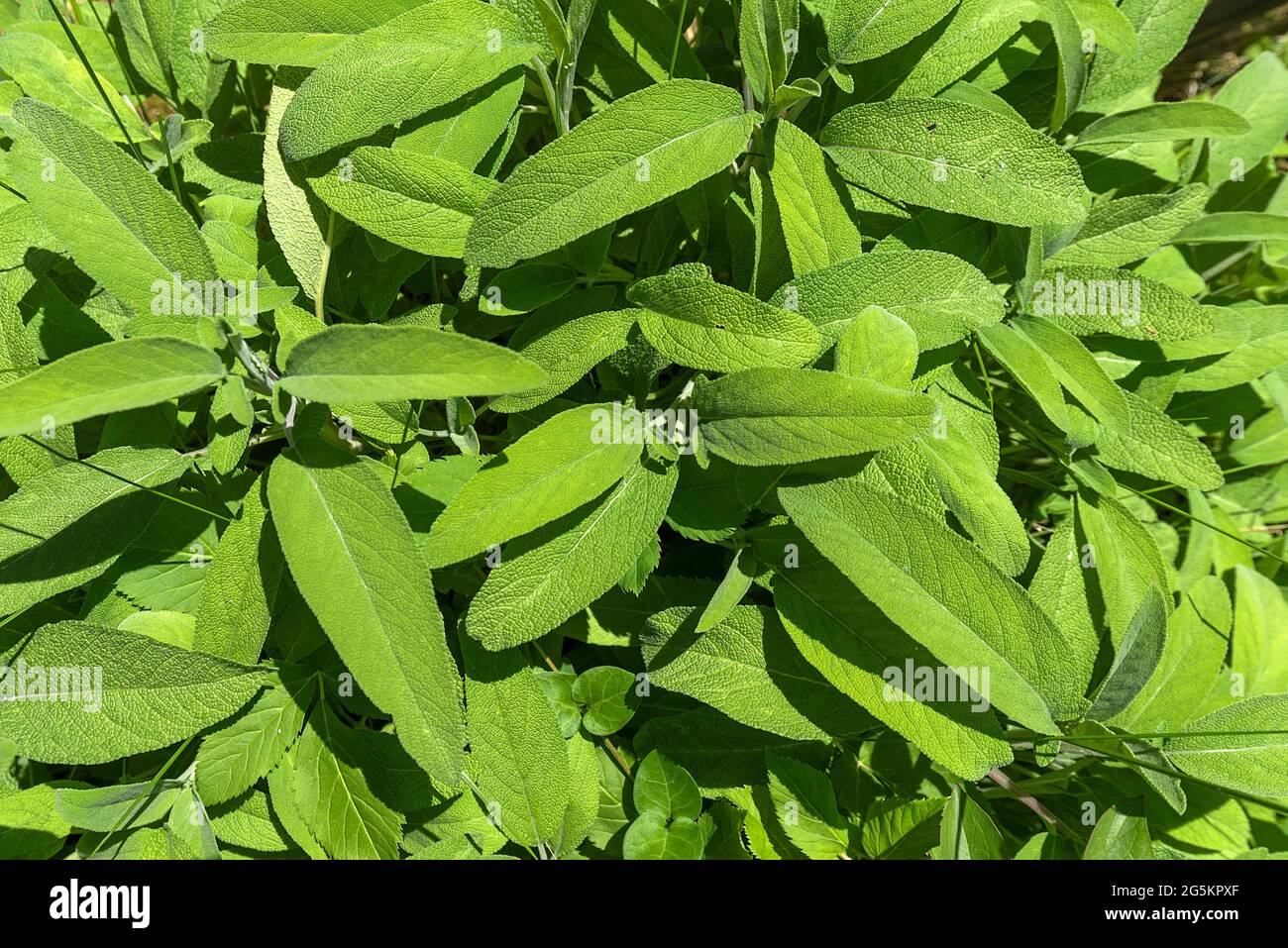 Foglie di salvia (Salvia officinalis), Baviera, Germania, Europa Foto Stock