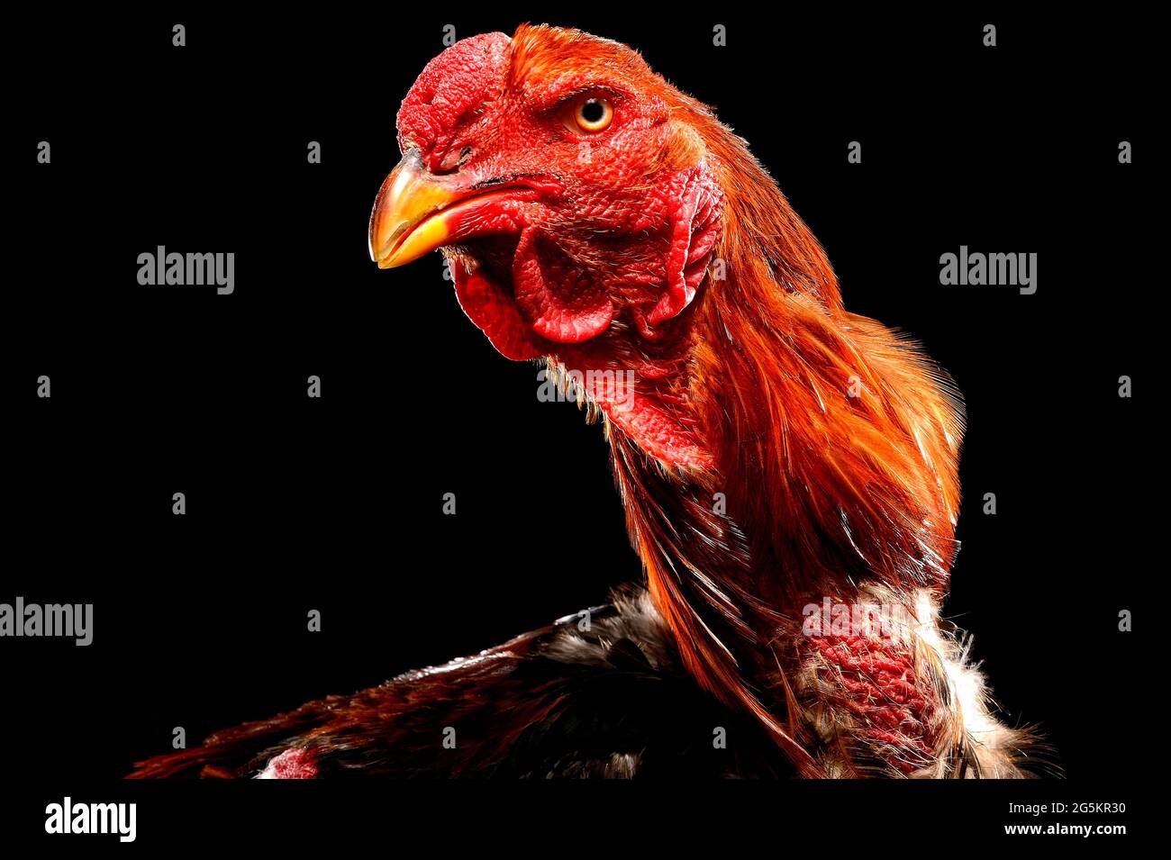 Shamo Cock, Germania, Europa Foto Stock