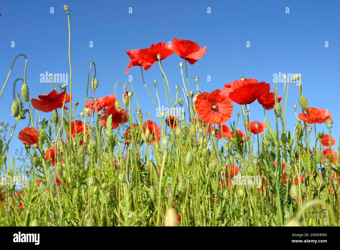 Papavero fiore (Papaver rhoeas), mais papavero, campo papavero Germania Foto Stock