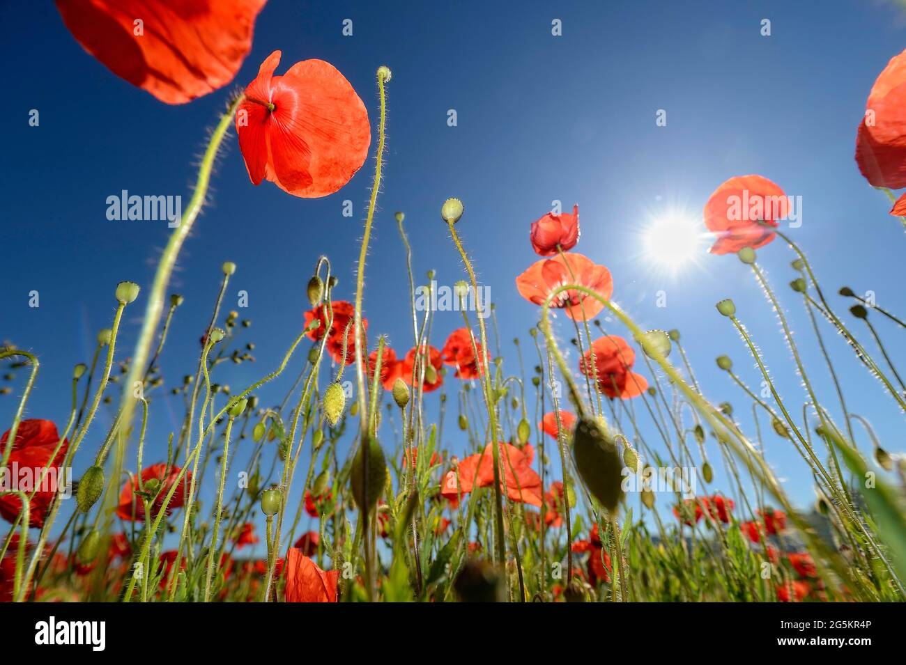 Papavero fiore (Papaver rhoeas), mais papavero, campo papavero Germania Foto Stock