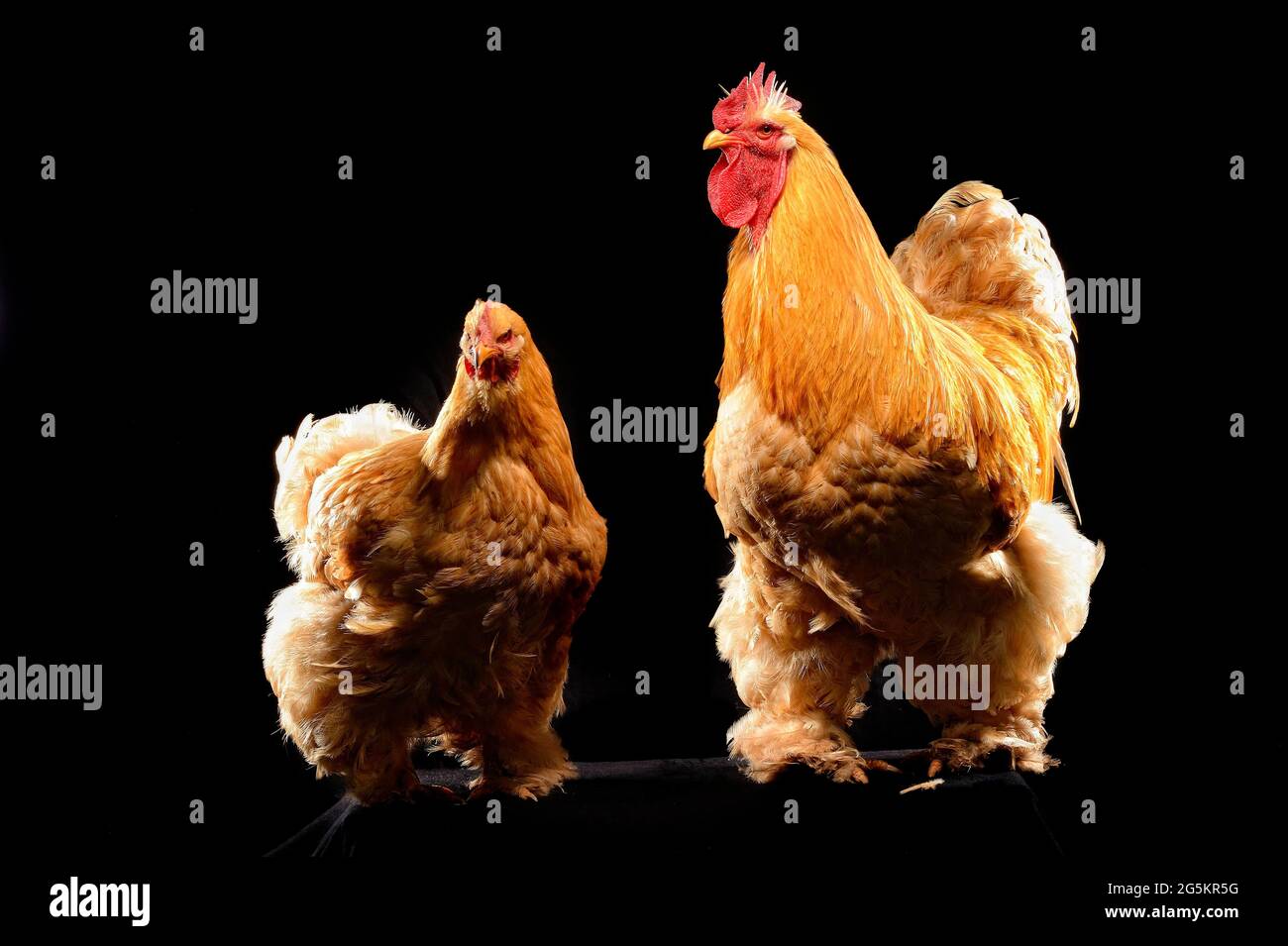 Gallo, pollo, cocino, pollo pedigree, germania Foto Stock