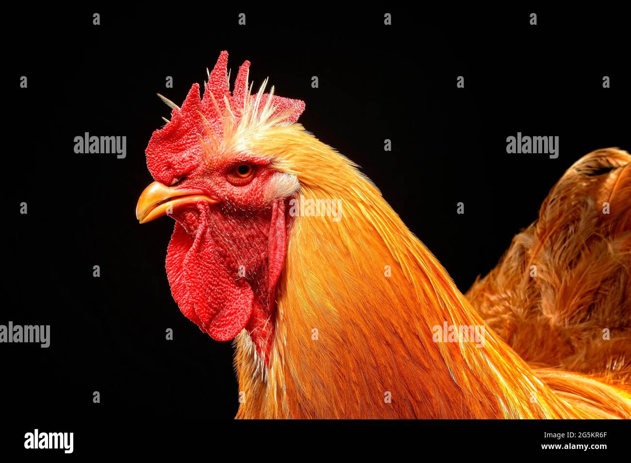 Cock, cochin, interracial, germania Foto Stock
