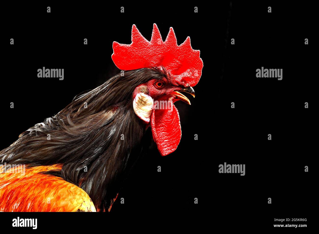 Cock, pollo Vorwerk, germania Foto Stock