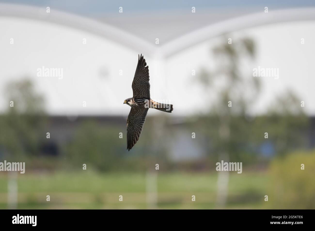 Falco di Hobby eurasiatico per Stoneflies Foto Stock