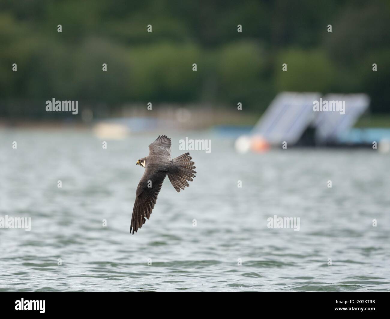 Falco di Hobby eurasiatico per Stoneflies Foto Stock