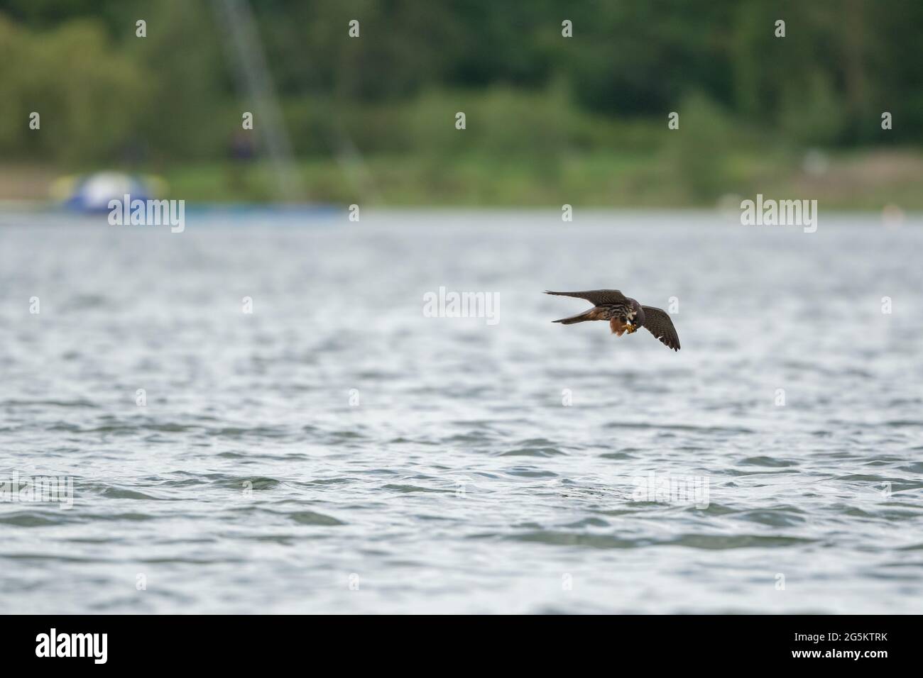 Falco di Hobby eurasiatico per Stoneflies Foto Stock