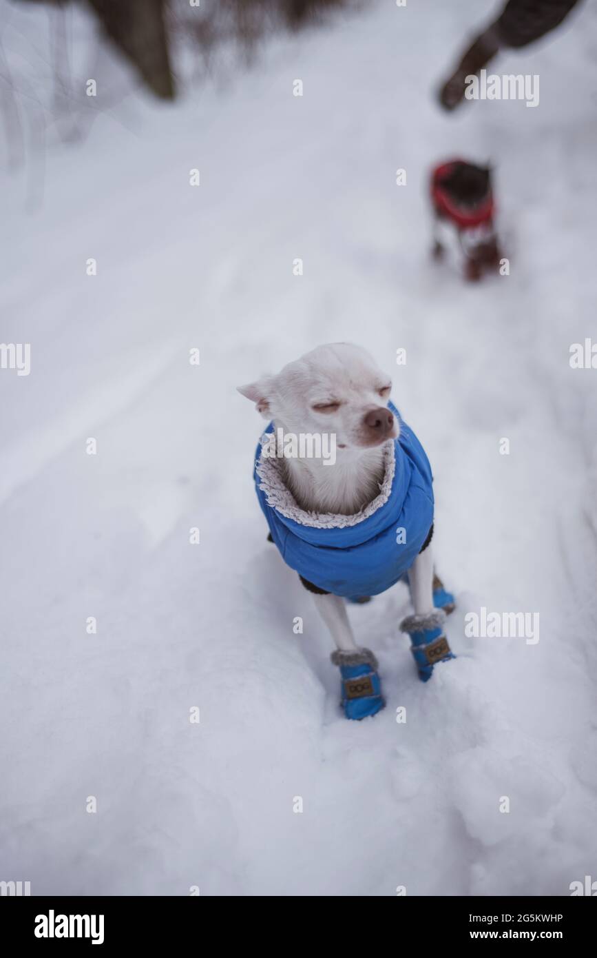 carino chihuahua bianco in piedi giacca da neve con gli occhi chiusi Foto Stock