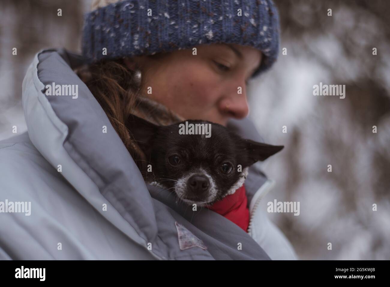 carino chihuahua rimane caldo dentro giacca in inverno nevoso in ceco Foto Stock