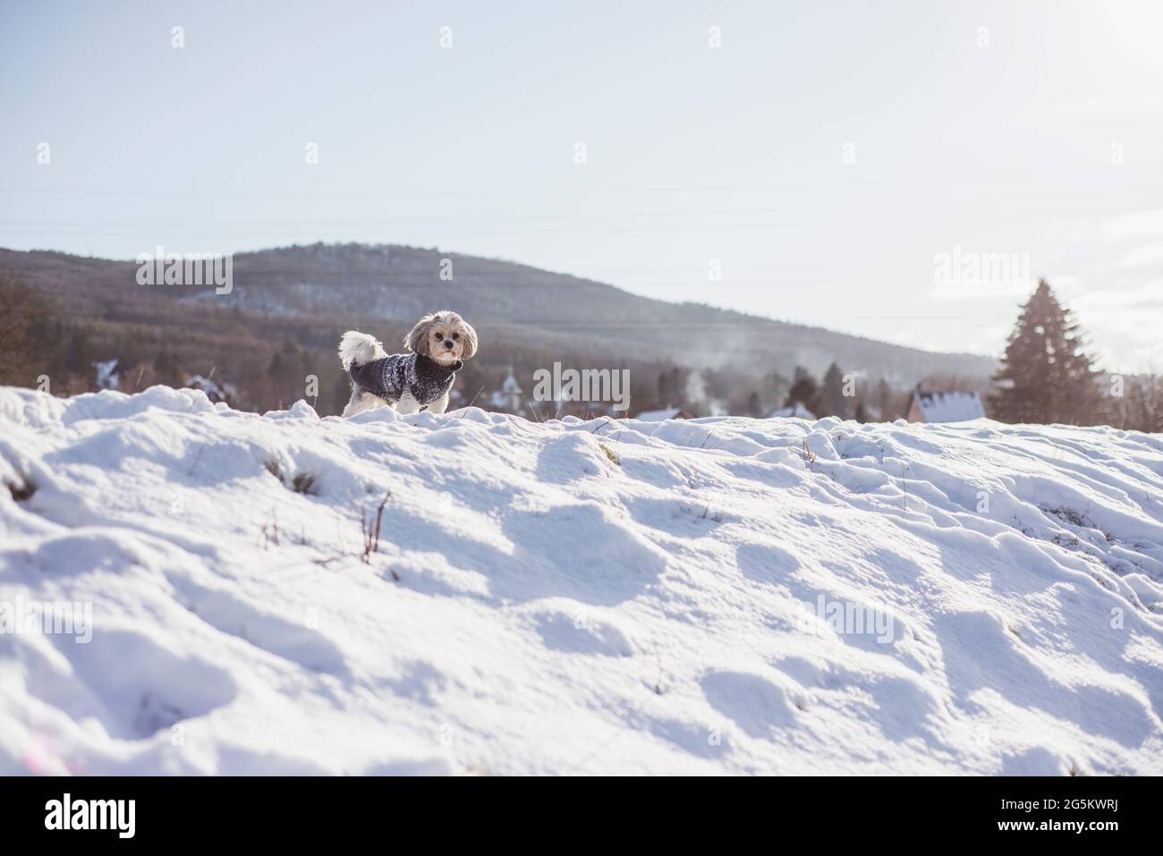 Carino cane piccolo in giacca sulla collina della neve in Repubblica Ceca nel sole d'inverno Foto Stock Carino cane piccolo in giacca sulla collina della neve in Repubblica Ceca nel sole d'inverno Foto Stock