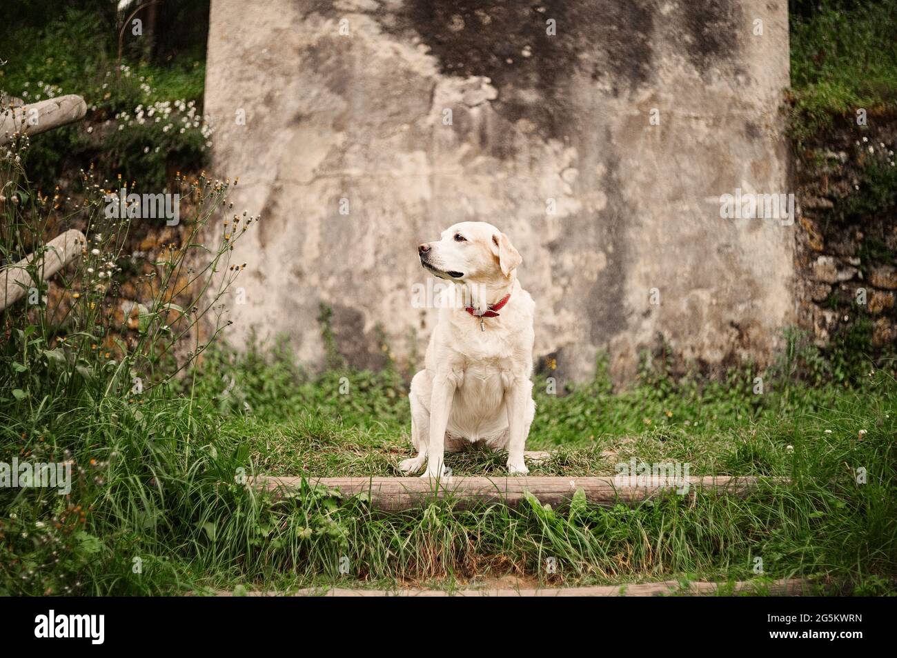 Cane per una passeggiata nel parco. Labrador seduto in erba. Foto Stock