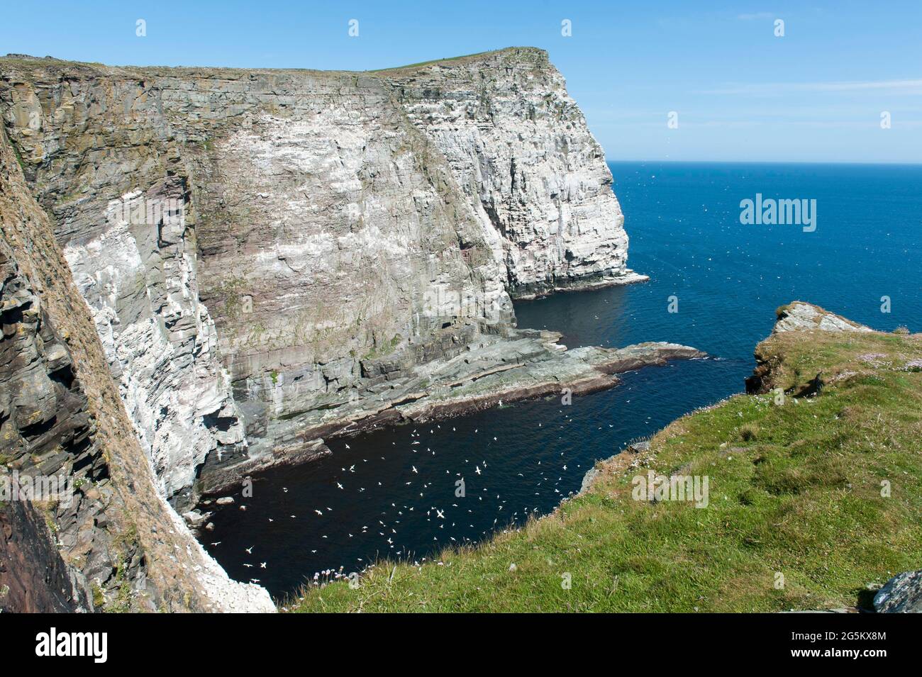 Migliaia di uccelli marini, colonia di canneti (Morus faganus) sulle scogliere di Noss Head, Gannets, Isola di Noss, Isola di Noss, Isole Shetland, Scozia, uni Foto Stock