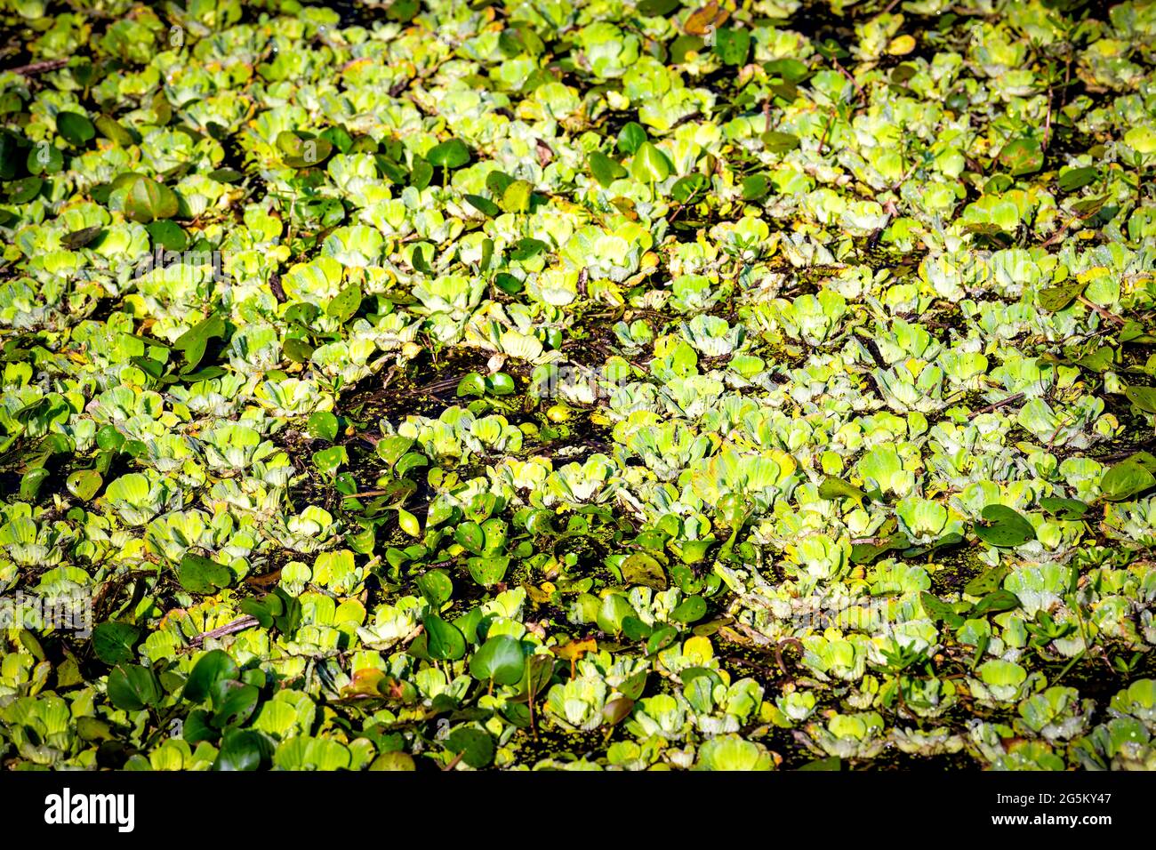 Closeup modello di superficie laghetto palude molte piccole foglie di loto verde piante in sole a Gainesville, Florida in Paynes Prairie Preserve Foto Stock