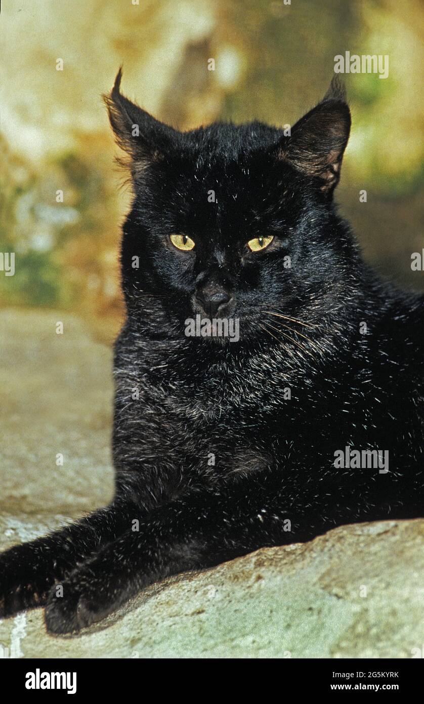 Jungle Cat (felis chaus), forma melanica Foto Stock