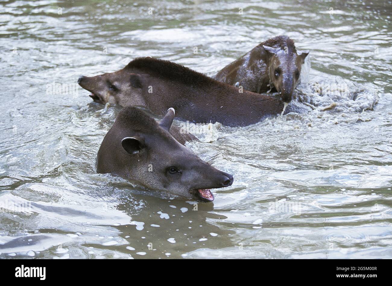 Lowland Tapir (tapirus terrestris), Gruppo in acqua Foto Stock