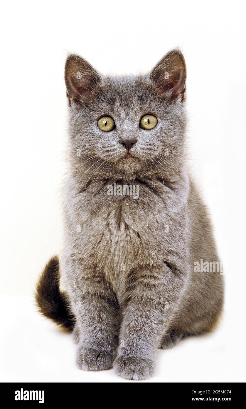 Chartreux gatto domestico, gattino seduto su sfondo bianco Foto Stock