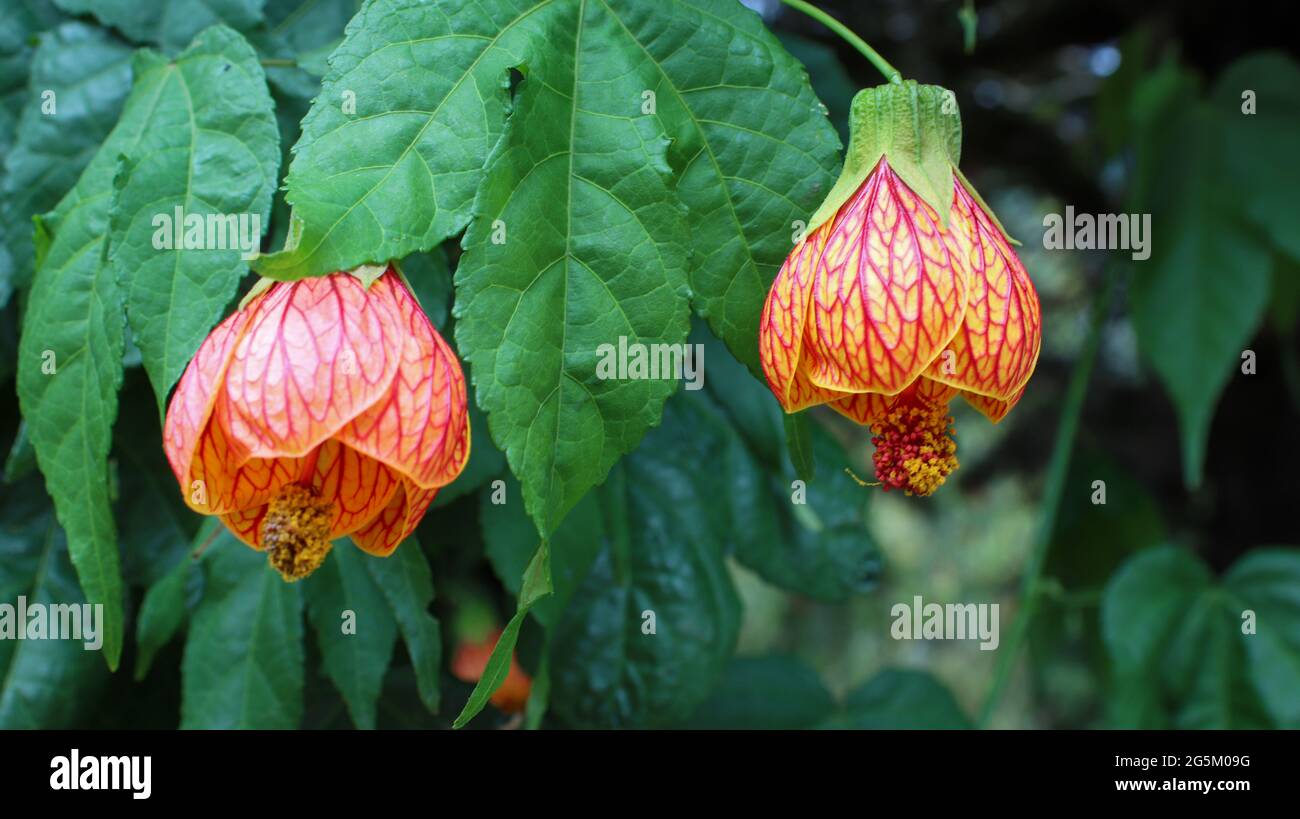 Fiore di Abutilon hybridum, meglio noto per avere una forma a campana Foto Stock