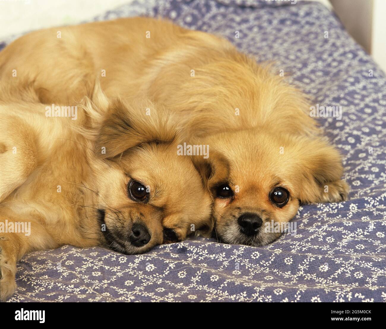 Tibetan Spaniel appoggiata Foto Stock