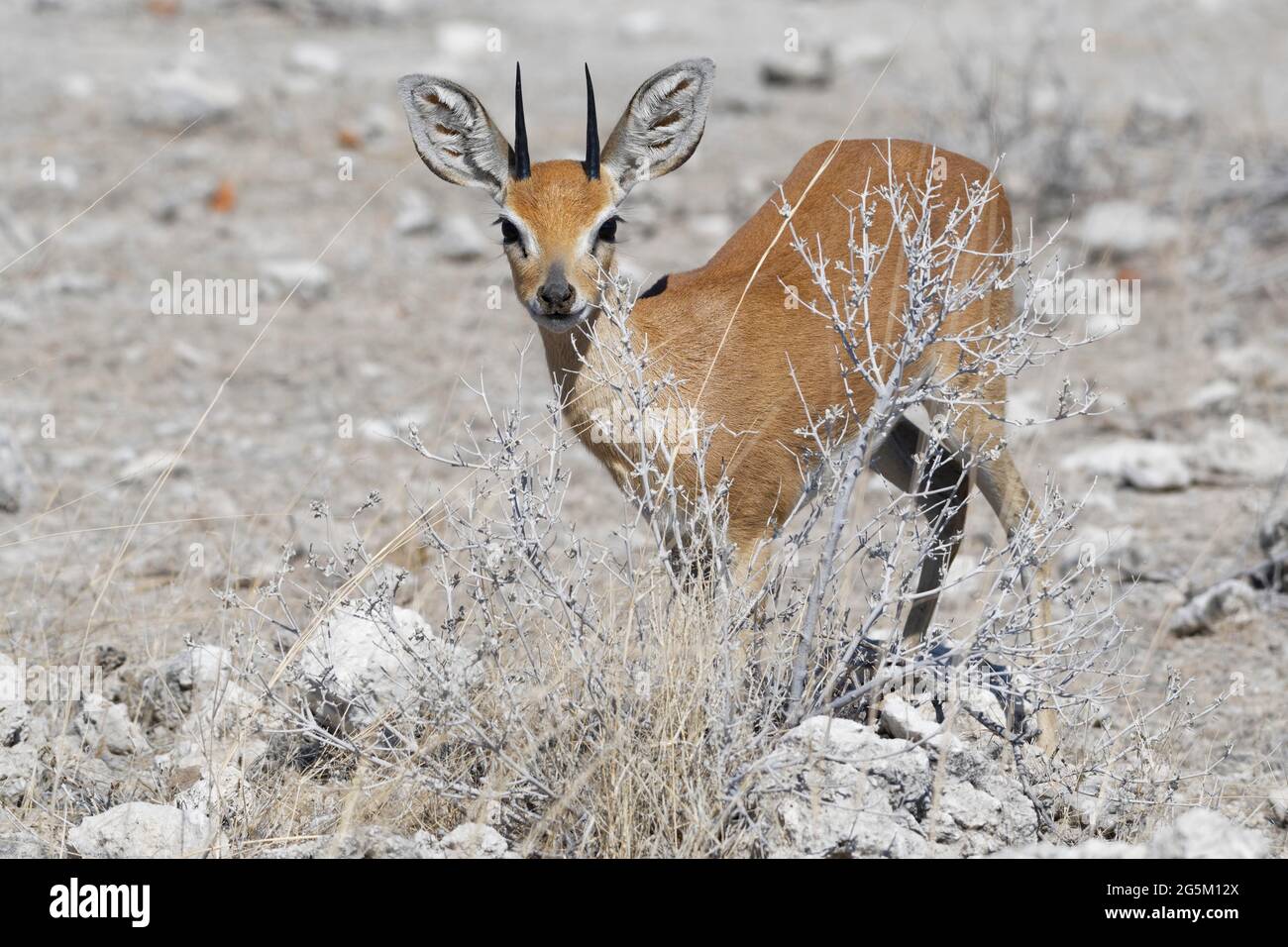 Steenbok (Raphicerus campestris), foraggio maschile adulti, allerta, Etosha National Park, Namibia, Africa Foto Stock