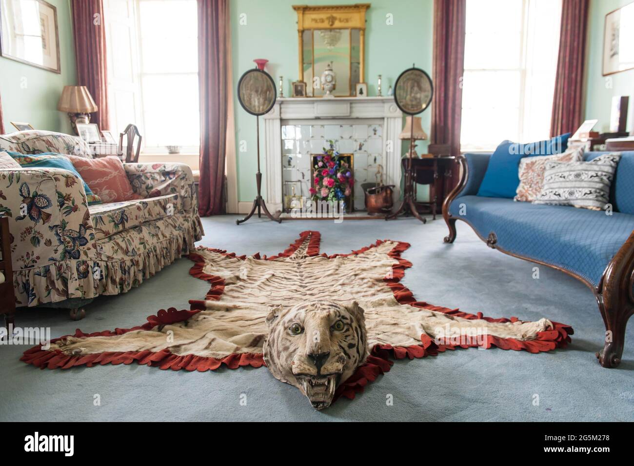 Interno, pelle tigre con testa tigre come tappeto, Skaill House, vicino a Skara Brae, terraferma, Isole Orkney, Scozia, Gran Bretagna Foto Stock