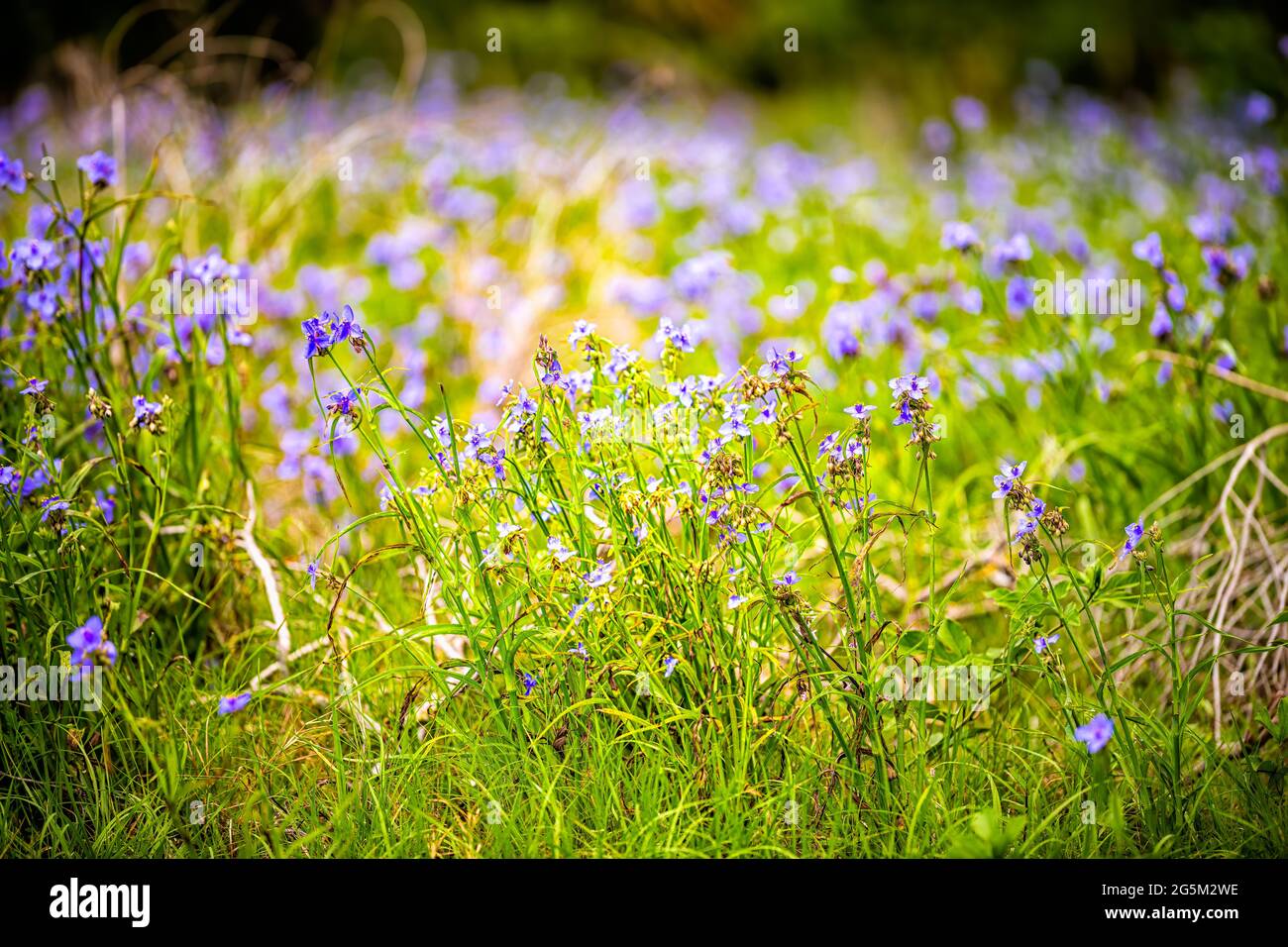 Tradescantia occidentalis Spiderwort fiori selvatici viola con tre petali di fiore nel Paynes Prairie Preserve state Park a Gainesville, Florida Foto Stock