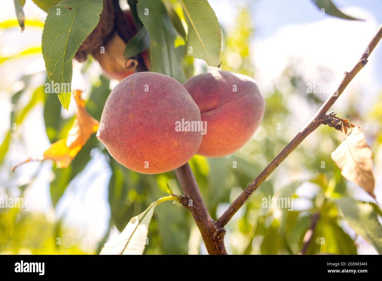 Raccogliere le pesche al frutteto di Peach a Georgetown, Texas Foto Stock