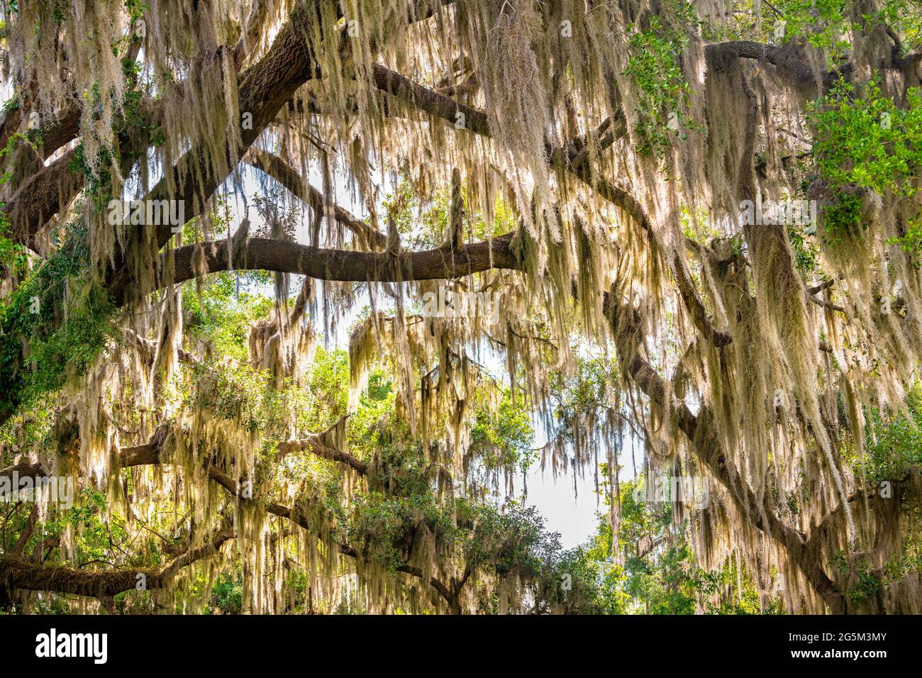Gainesville, Florida tunnel baldacchino sulla strada di sud rami di quercia viva con muschio spagnolo sospeso nel Paynes Prairie state Park Foto Stock
