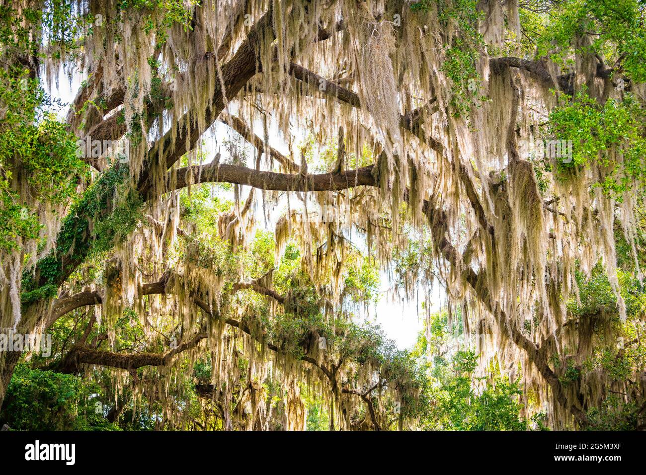 Gainesville, Florida, baldacchino sulla strada del sud rami di quercia viva con muschio spagnolo sospeso nel Paynes Prairie state Park Foto Stock